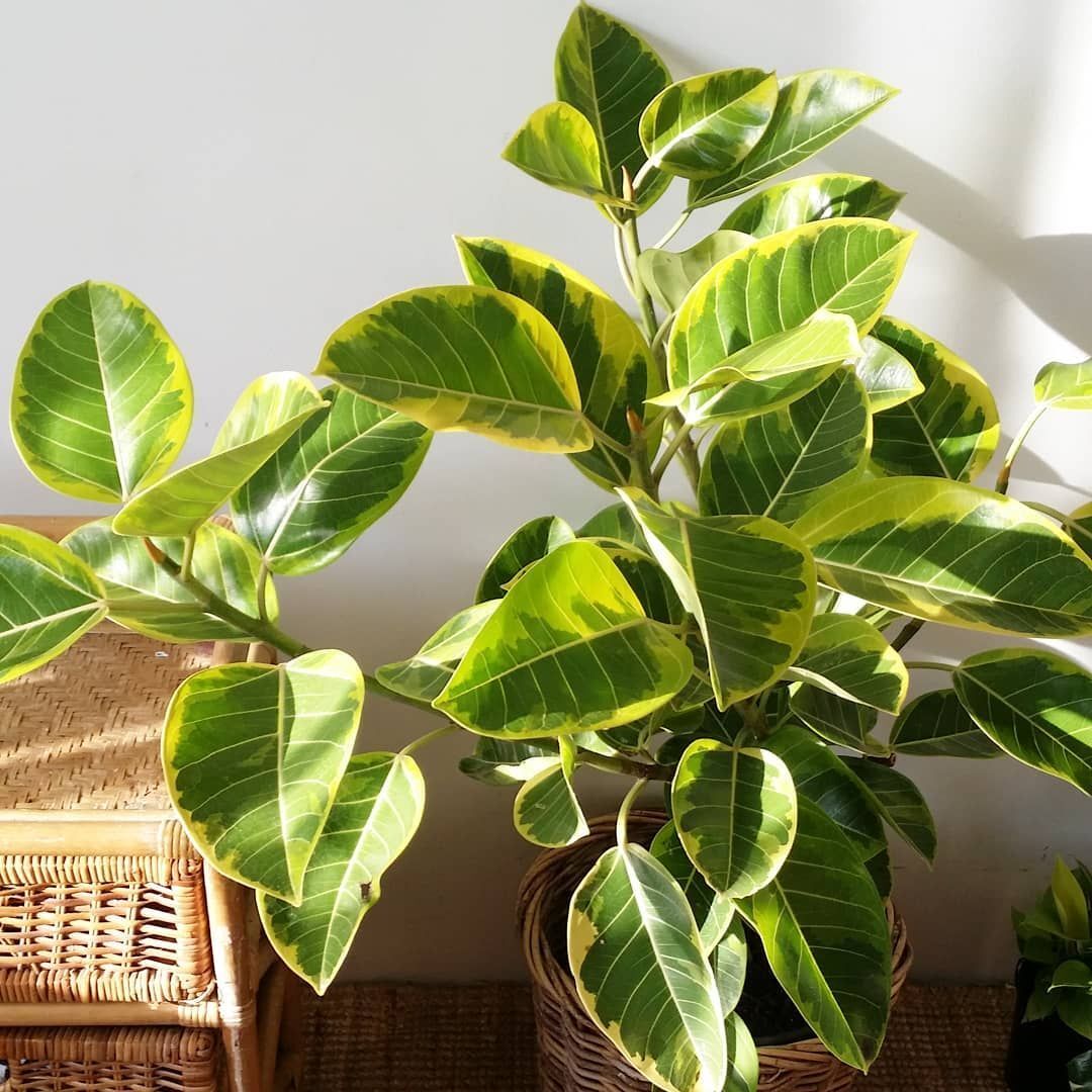 Lemon N Lime Rubber Plant (Ficus elastica)