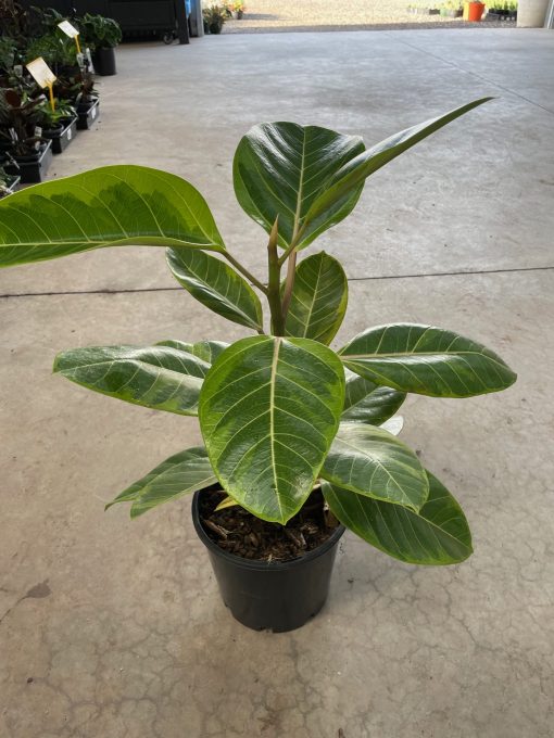 Lemon N Lime Rubber Plant (Ficus elastica)