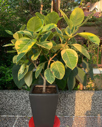Lemon N Lime Rubber Plant (Ficus elastica)