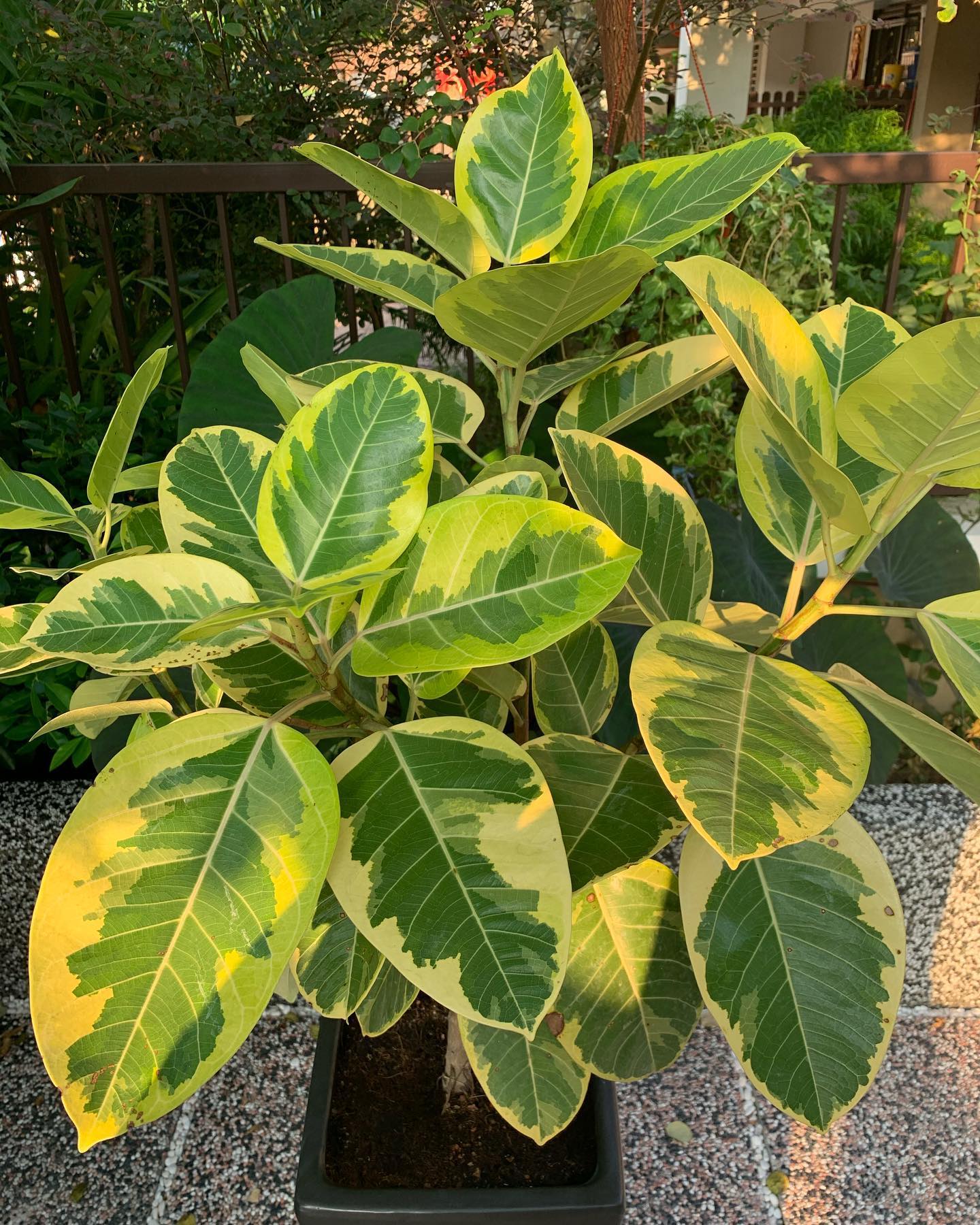 Lemon N Lime Rubber Plant (Ficus elastica)