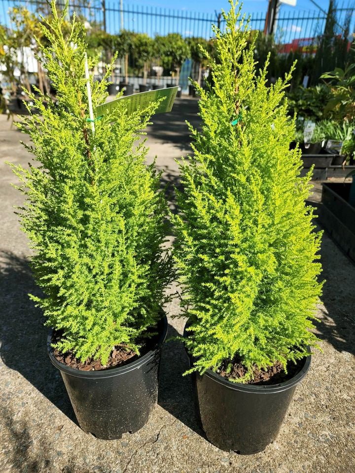 Lemon Scented Conifer
