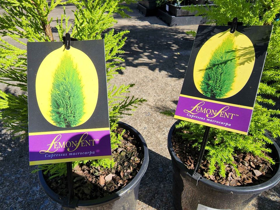 Lemon Scented Conifer