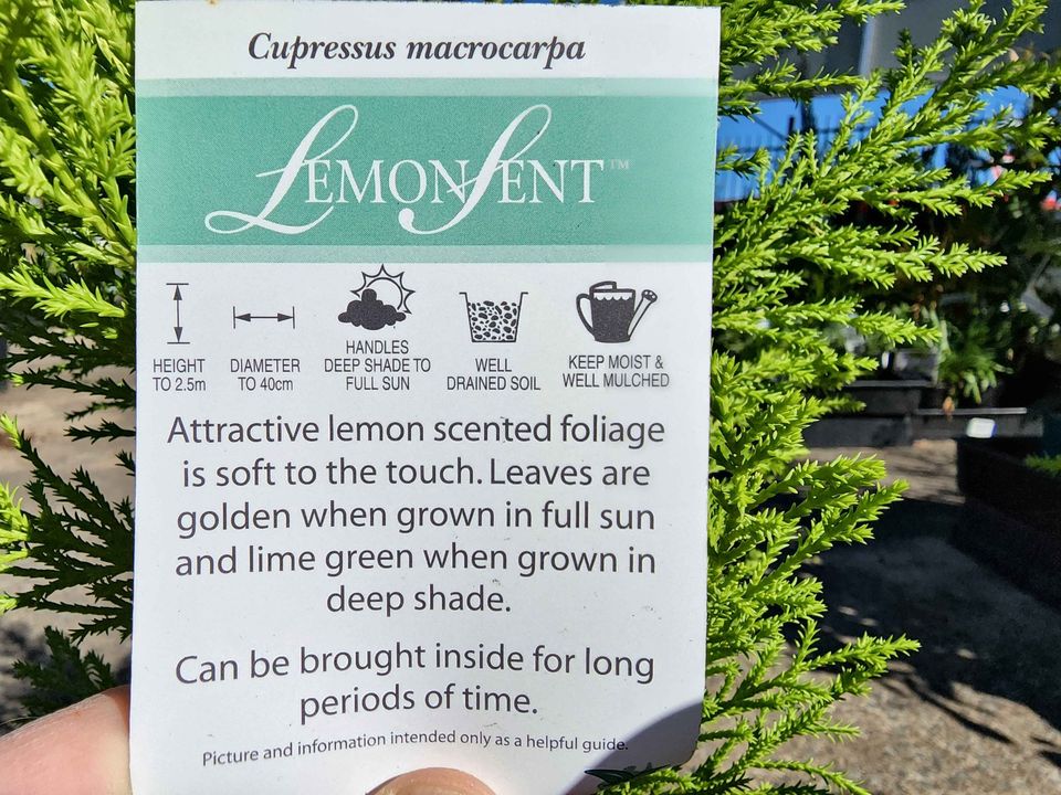 Lemon Scented Conifer - Medium