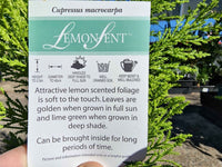 Lemon Scented Conifer - Medium