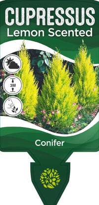 Lemon Scented Conifer - Medium - Ladybird Nursery