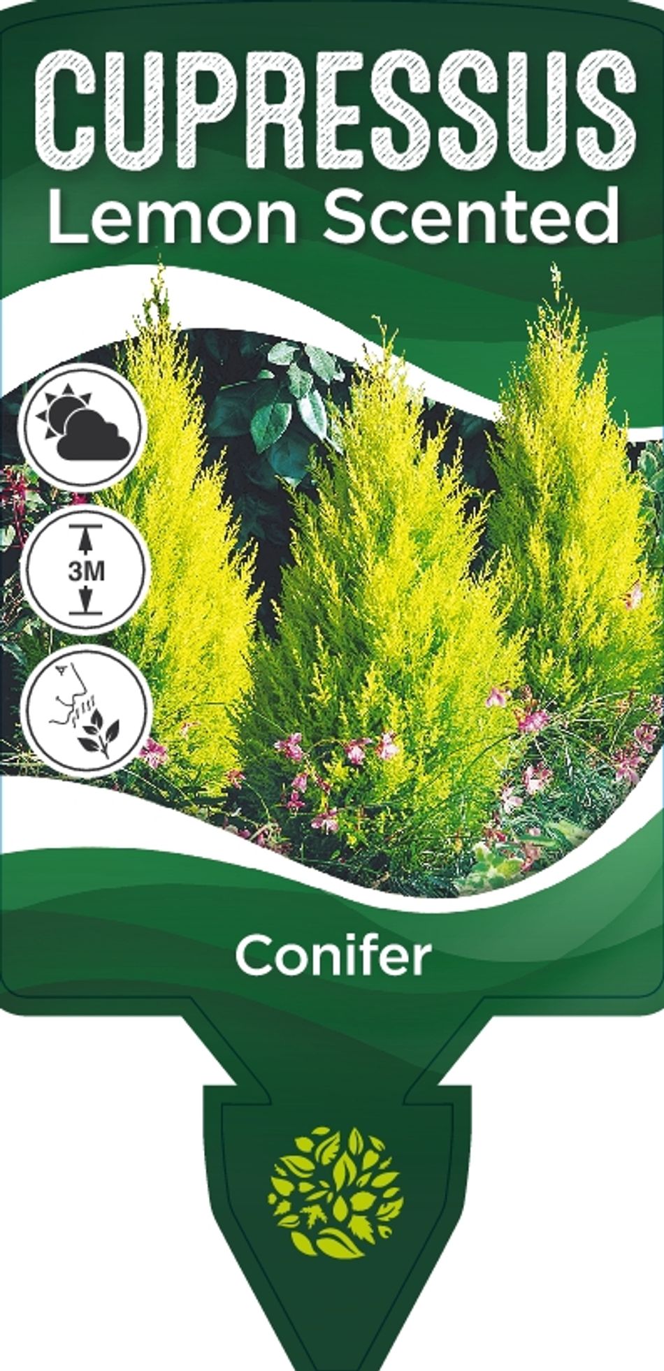 Lemon Scented Conifer - Medium - Ladybird Nursery