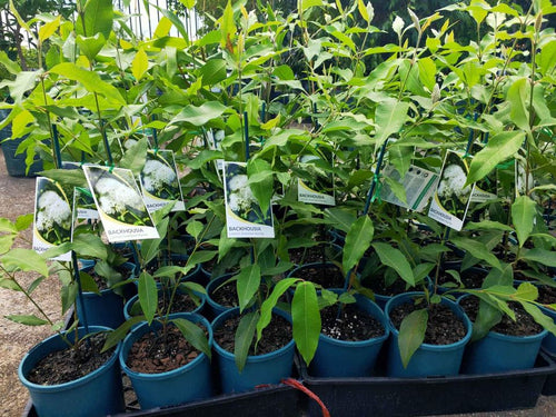 Lemon Myrtle (Backhousia citriodora) - Ladybird Nursery