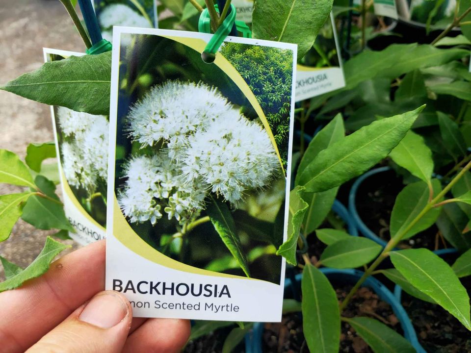 Lemon Myrtle (Backhousia citriodora) - Ladybird Nursery