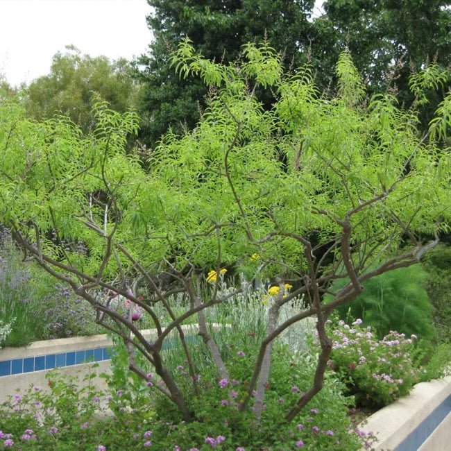 Lemon Verbena - Ladybird Nursery