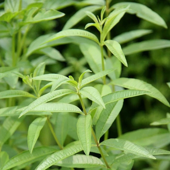 Lemon Verbena - Ladybird Nursery