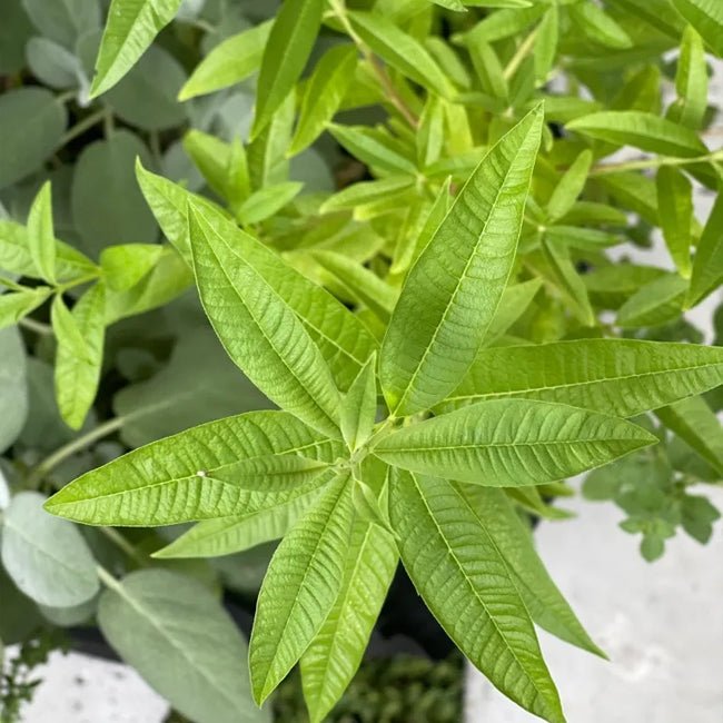Lemon Verbena - Ladybird Nursery