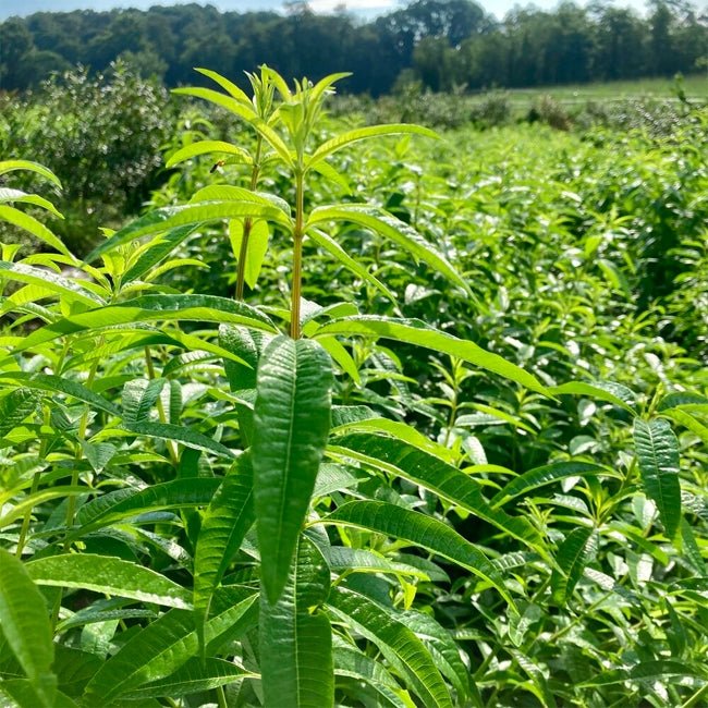 Lemon Verbena - Ladybird Nursery
