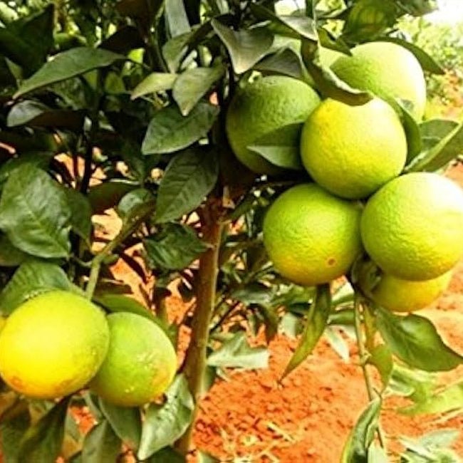 Lemon Villa Franca (QLD Only) - Ladybird Nursery