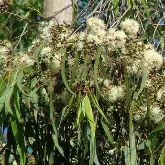 Lemon - scented Gum (Corymbia citriodora) - Ladybird Nursery
