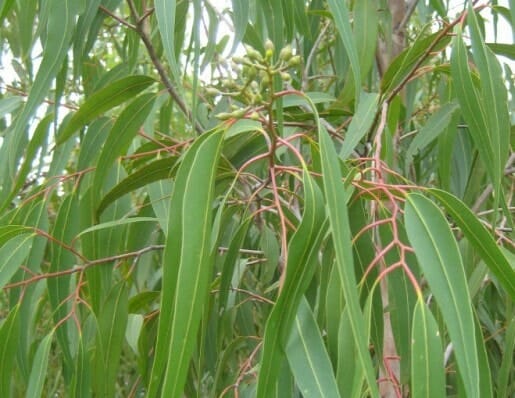 Lemon - scented Gum (Corymbia citriodora) - Ladybird Nursery