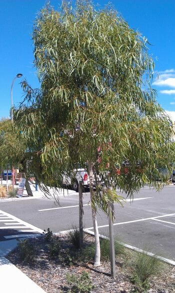 Lemon - scented Gum (Corymbia citriodora) - Ladybird Nursery