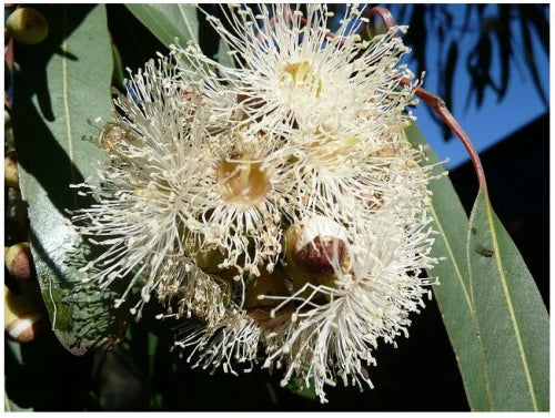 Lemon-scented Gum (Corymbia citriodora)