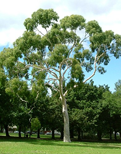 Lemon-scented Gum (Corymbia citriodora)
