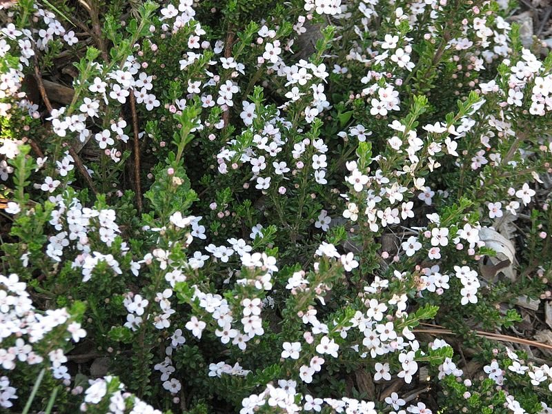 Lemon - scented Zieria (Zieria citriodora) - Ladybird Nursery