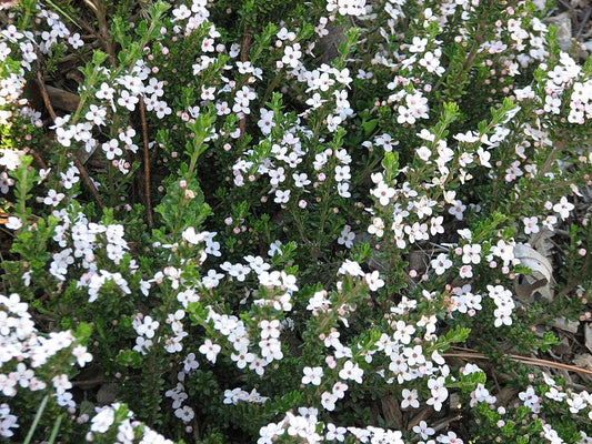 Lemon-scented Zieria (Zieria citriodora)