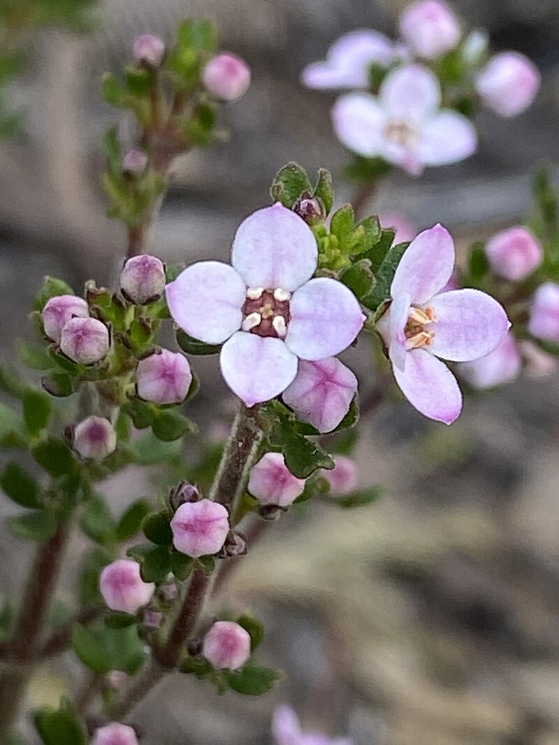 Lemon-scented Zieria (Zieria citriodora)