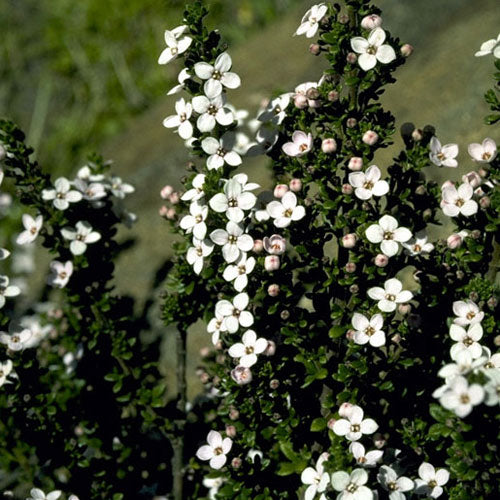 Lemon-scented Zieria (Zieria citriodora)