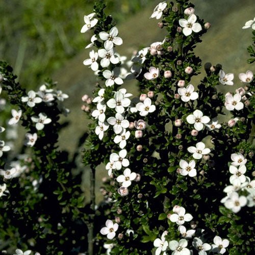 Lemon - scented Zieria (Zieria citriodora) - Ladybird Nursery