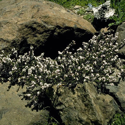 Lemon-scented Zieria (Zieria citriodora)