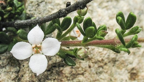 Lemon - scented Zieria (Zieria citriodora) - Ladybird Nursery