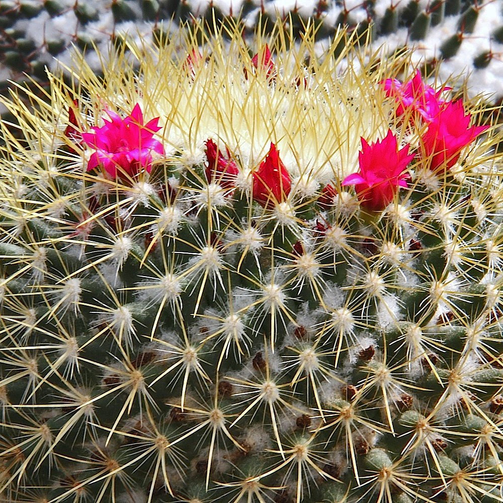 Lemon Ball Cactus (Mammillaria rhodantha ssp. pringlei) - Ladybird Nursery