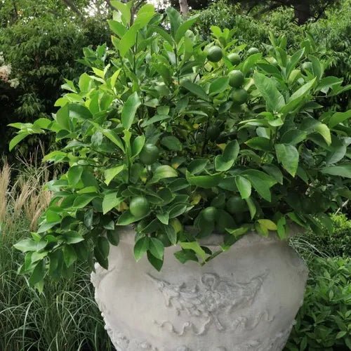 Lemon 'Lemonicious' - Ladybird Nursery