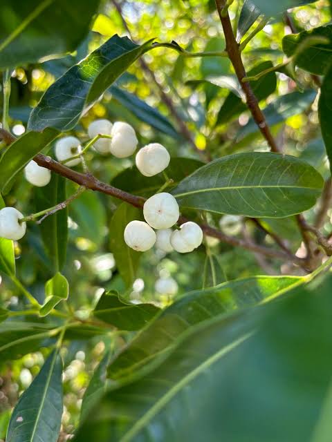 Lemon Aspen (Acronychia acidula) - Ladybird Nursery