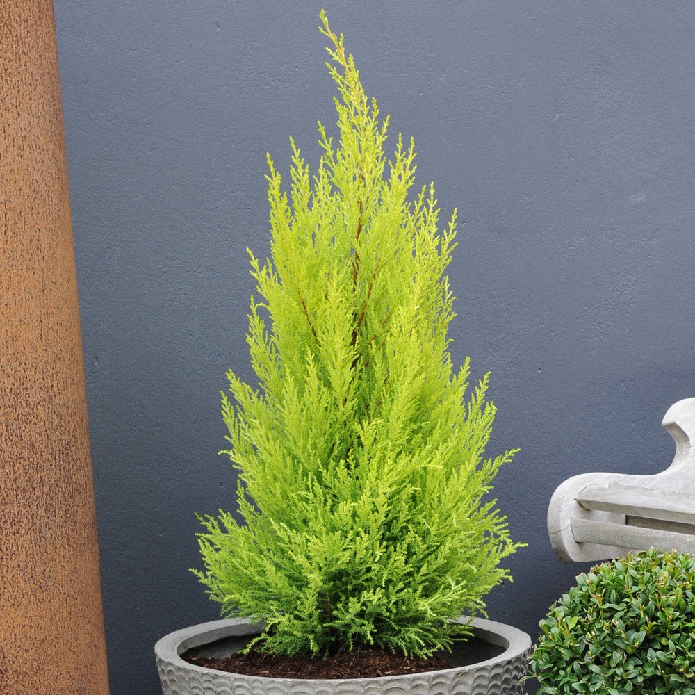 Lemon Scented Conifer - Ladybird Nursery
