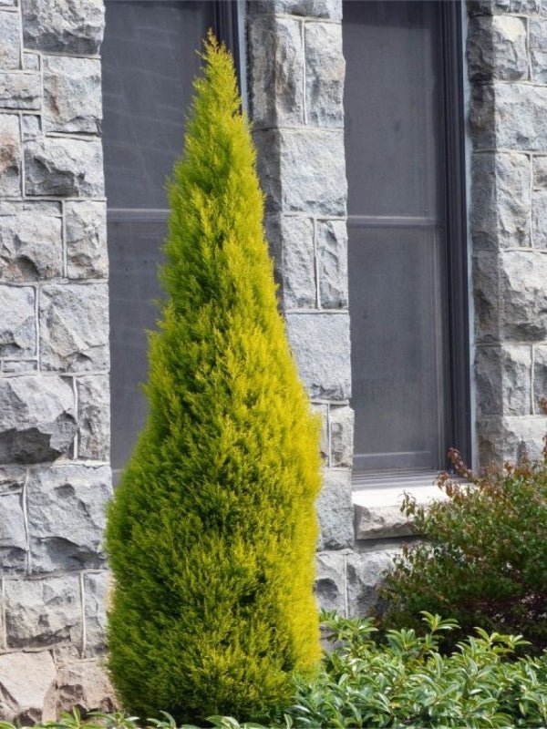 Lemon Scented Conifer - Ladybird Nursery
