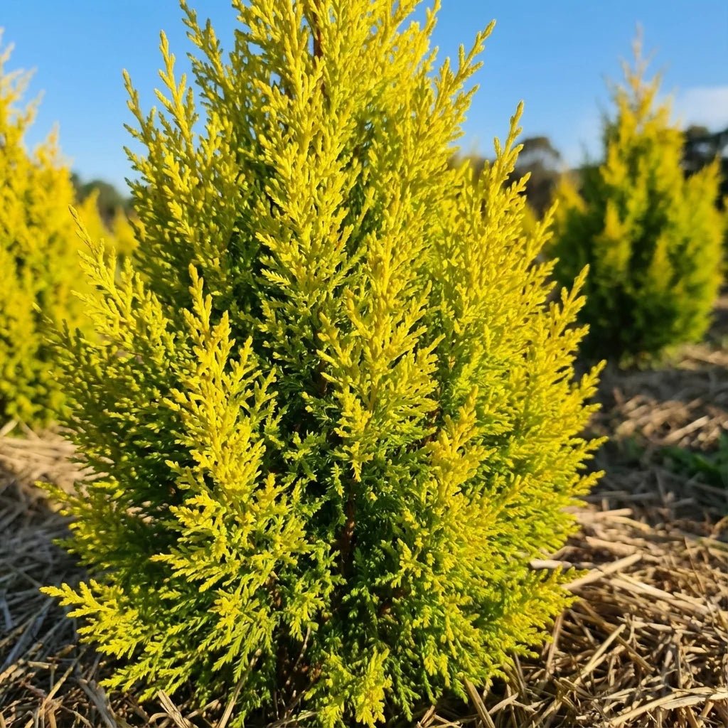 Lemon Scented Conifer - Large - Ladybird Nursery