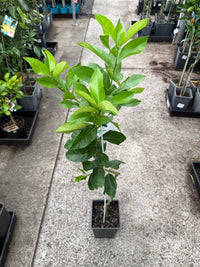 Dwarf Lemon Eureka (QLD Only) - Ladybird Nursery