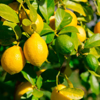 2 - way Lemon 'Eureka' x Lime 'Tahitian' - Jumbo (PICKUP ONLY) - Ladybird Nursery