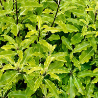 Lemonwood (Pittosporum eugenioides)