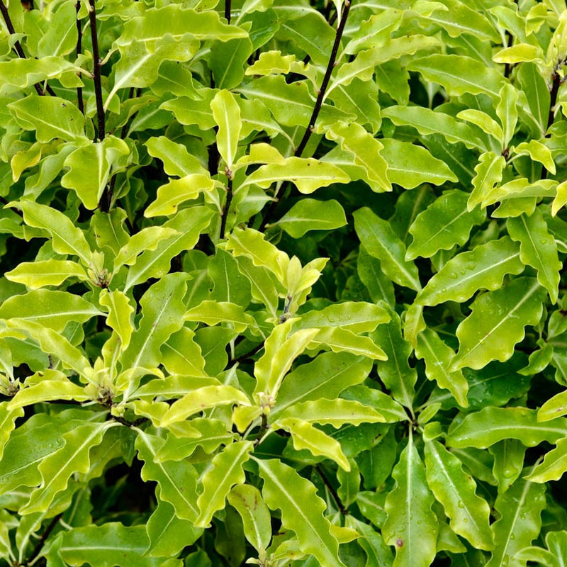Lemonwood (Pittosporum eugenioides)
