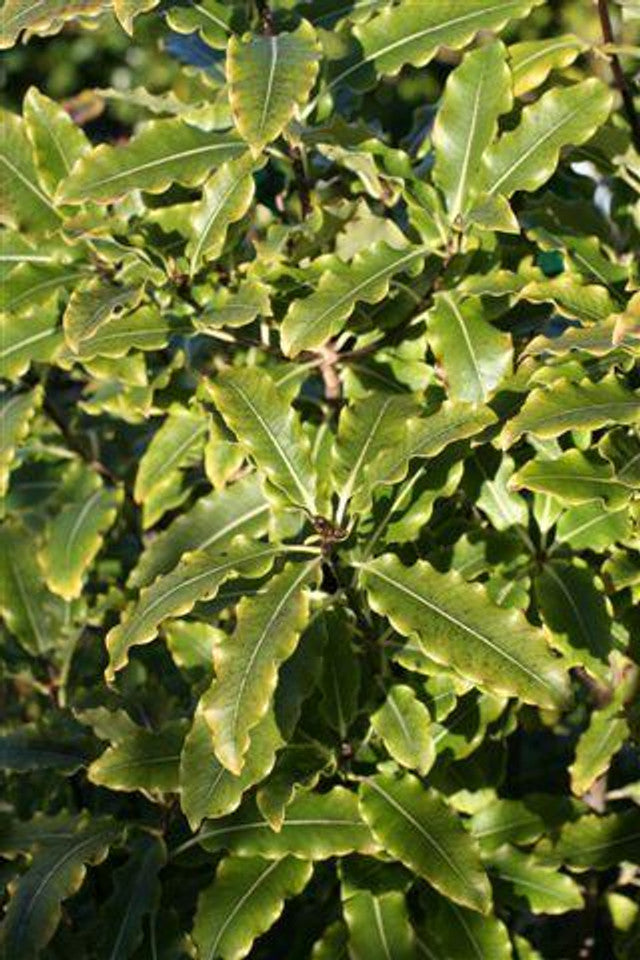 Lemonwood (Pittosporum eugenioides)