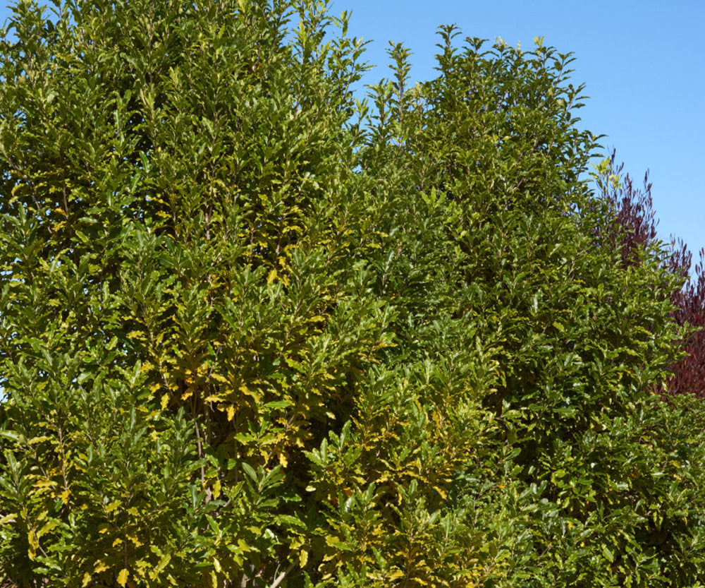 Lemonwood (Pittosporum eugenioides)