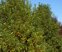 Lemonwood (Pittosporum eugenioides) - Ladybird Nursery