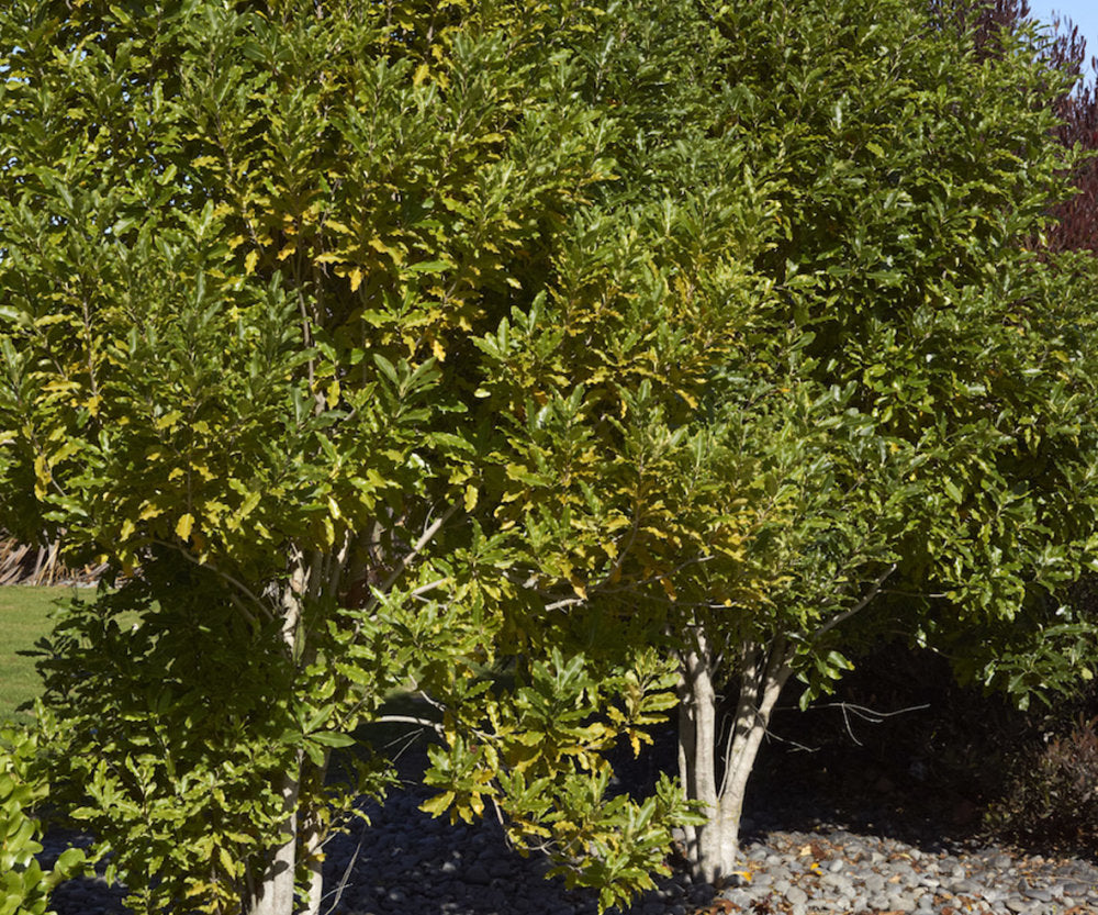 Lemonwood (Pittosporum eugenioides)