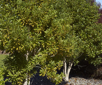 Lemonwood (Pittosporum eugenioides)