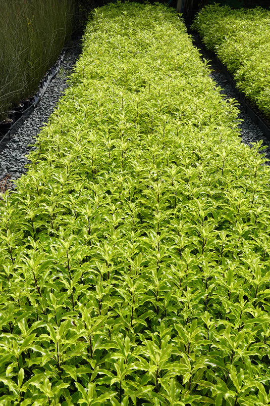 Lemonwood Tarata (Pittosporum eugenioides)