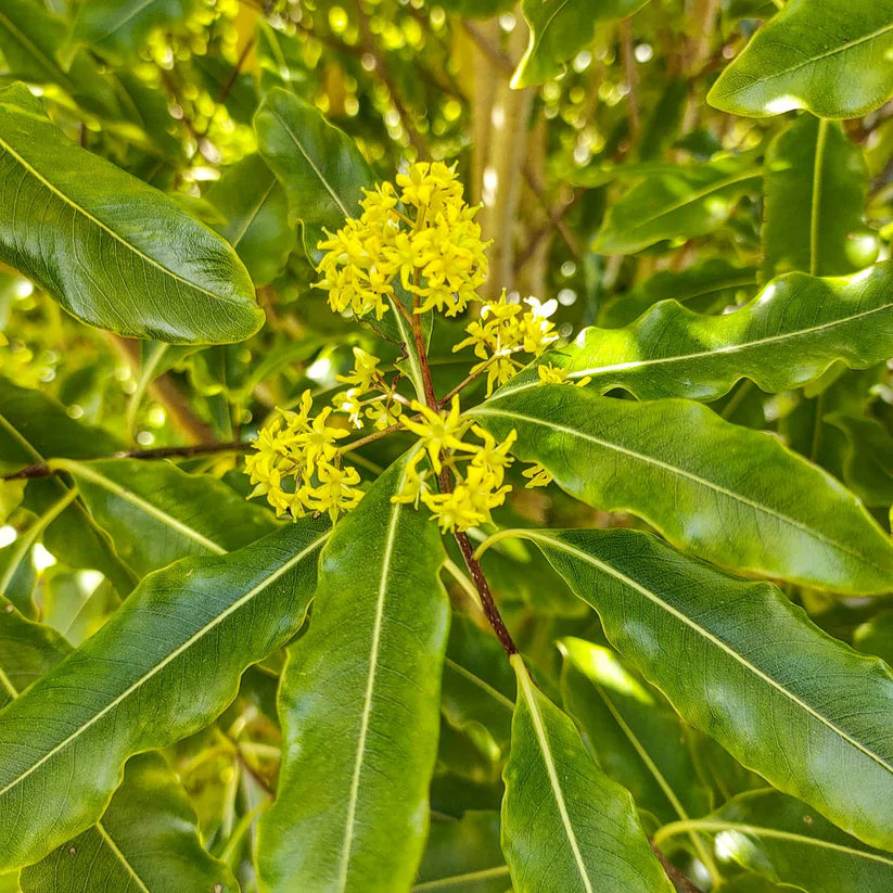 Lemonwood Tarata (Pittosporum eugenioides)