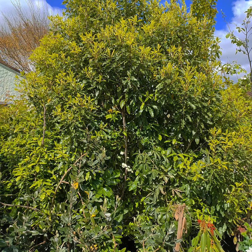Lemonwood Tarata (Pittosporum eugenioides)