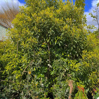 Lemonwood Tarata (Pittosporum eugenioides) - Ladybird Nursery