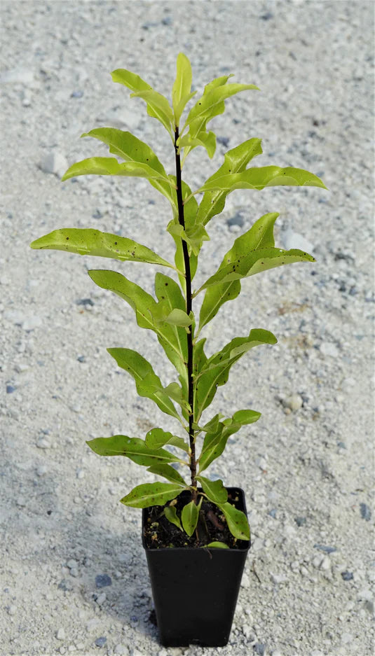Lemonwood Tarata (Pittosporum eugenioides)