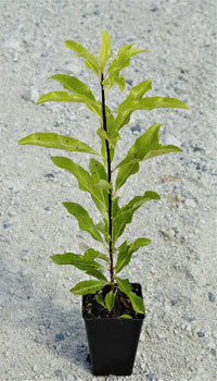 Lemonwood Tarata (Pittosporum eugenioides)